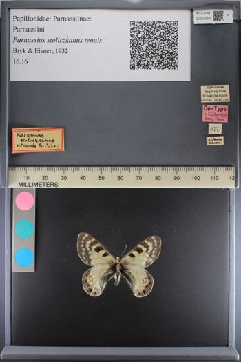 Media type: image;   Entomology 210251